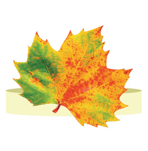 Ободок "Осенний лист", 5КP-030