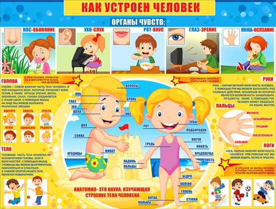 Плакат А2 'Как устроен человек' 595x450 мм, Р2-248