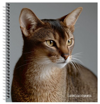 ЗАПИСНАЯ КНИЖКА А6 80л. КРАСИВЫЙ КОТ цветная спираль, ЗК80-0753